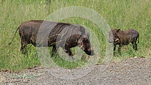 Family of Warthogs