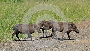 Family of Warthogs