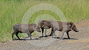 Family of Warthogs photo