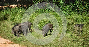 Family of warthogs