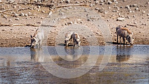 A family of Warthogs ( Phacochoerus Africanus) drinking at a waterhole, Onguma Game Reserve, Namibia.