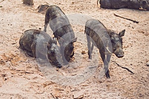 Family of warthogs rest on the ground
