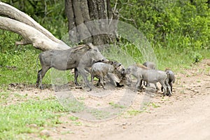 Family of warthogs in Umfolozi Game Reserve, South Africa, established in 1897 photo