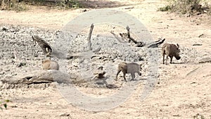 A family of warthogs walking away from a dry waterhole