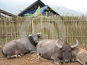 Family of Water Buffaloes photo