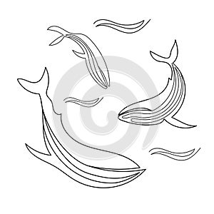A family of whales in one line. Mom, dad and baby whales. Black lines whales on a white background. One line set of sea