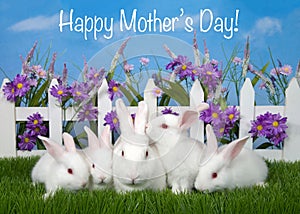 Family of white albino bunny rabbits Happy Mother`s Day text