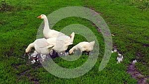 Family of white animals geese go to drink water from the pond.