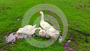 Family of white animals geese go to drink water from the pond.