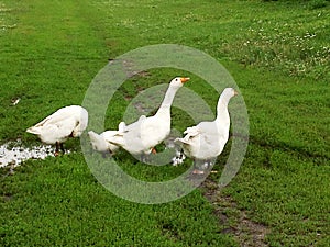 Family of white animals geese go to drink water