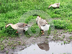 Family of white animals geese go to drink water from the pond