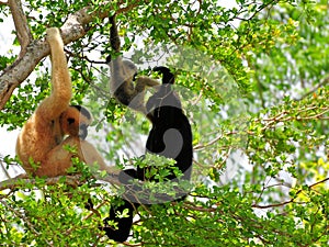 Family of white-cheeked gibbon monkeys in tree