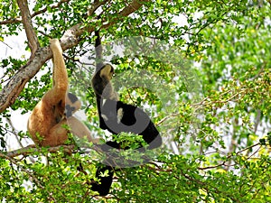 Family of white-cheeked gibbons in tree in zoo