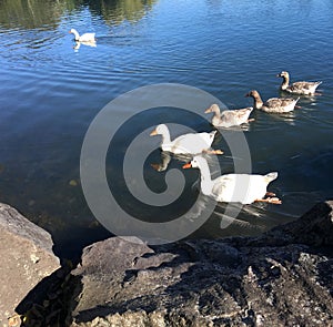 Family of white geese swim in Western Springs park in Auckland N