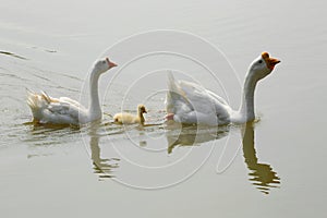 Family of white goose are swimming in the lake.