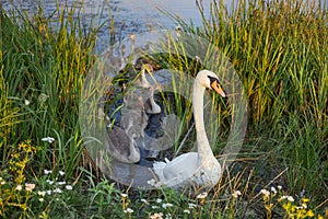 A family of white-gray swans on the lake in the reeds photo