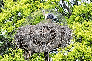 Family of White stork in the nest, bird watching