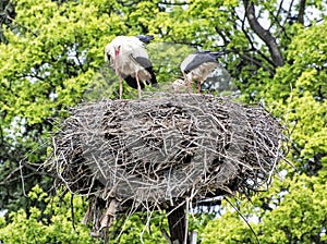 Family of White stork in the nest, bird watching