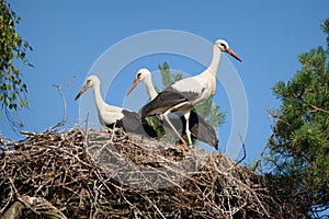 White storks Ciconia ciconia in a nest photo