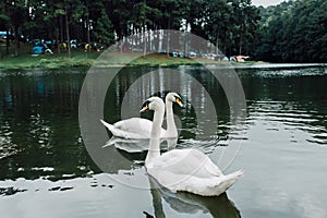 Family of white swan Cygnini and grey young swans floating on lake in wildlife