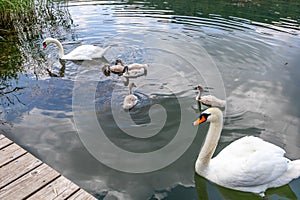 Family of white swans on Echternach lake, two adult swan and five young swan