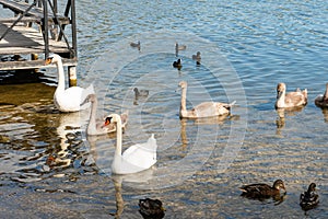 A family of white swans on a forest lake among ducks.