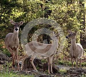 Family of White tail deer