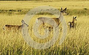 A family of Whitetail Deer in the Grass