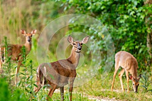 Family of Whitetail Deer on a Hiking Path