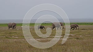 Family Of Wild African Elephants Walking To Each Other Across Plain In Savannah