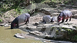 Family of wild African hippos basks in the sun