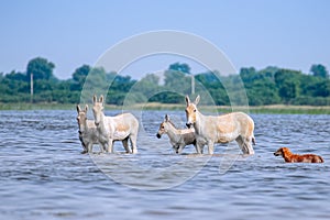 A Family of Wild Ass harassed by a Dog