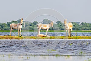 Family of wild asses by the side of lake photo