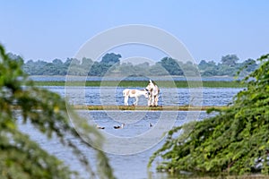 Family of wild asses by the side of lake photo