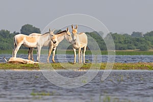 Family of wild asses by the side of lake photo