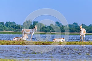 Family of wild asses by the side of lake photo