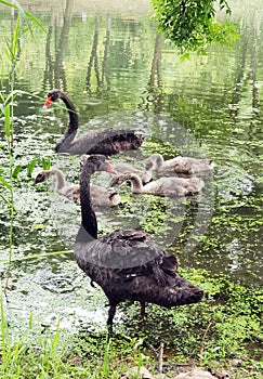 A family of wild black swans by the river in the suburbs..