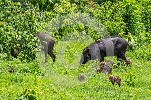 Family of Wild boar(Sus scrofa)