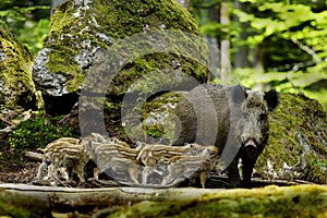 Family of wild boars photo