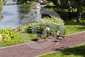 Family of wild ducks in a landscape park
