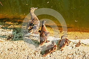 Family of wild ducks resting on the shore on a sunny day. Duck mallard female and little baby ducklings near a lake, pond or riwer