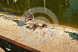 Family of wild ducks resting on the shore on a sunny day. Duck mallard female and little baby ducklings near a lake, pond or riwer