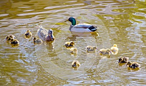 Family of wild ducks swims in a pond