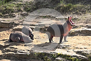 Family of wild hippos basks in the sun photo