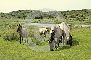 Family of wild horses in the Netherlands