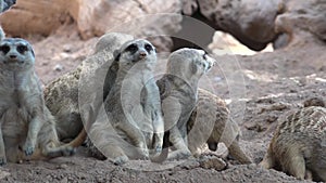Family of wild meerkats