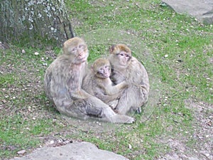 Monkeys at La Montagne des Singes, France photo