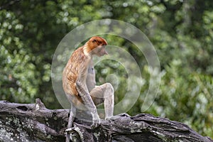 Familia de Salvaje monos o en selva de isla Malasia de cerca 