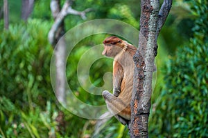 Family of wild Proboscis monkey or Nasalis larvatus, in the rainforest of island Borneo, Malaysia, close up