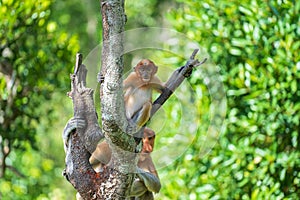 Family of wild Proboscis monkey or Nasalis larvatus, in the rainforest of island Borneo, Malaysia, close up